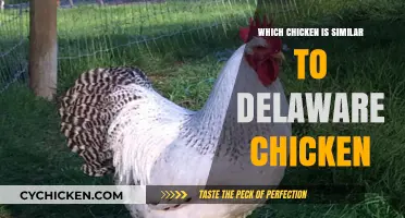 Discovering the Best Chicken Breeds Similar to Delaware Chickens