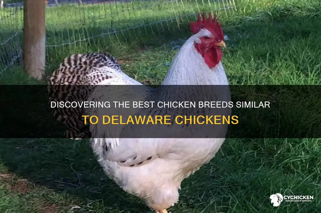 which chicken is similar to delaware chicken