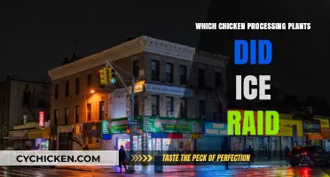 ICE Raids: Which Chicken Processing Plants Were Targeted and Why?