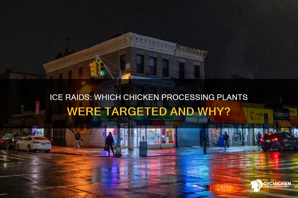 which chicken processing plants did ice raid