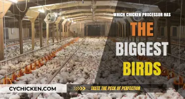 Discover the Top Chicken Processor with the Largest Birds
