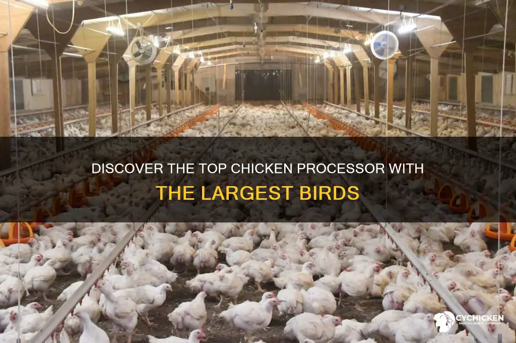 which chicken processor has the biggest birds