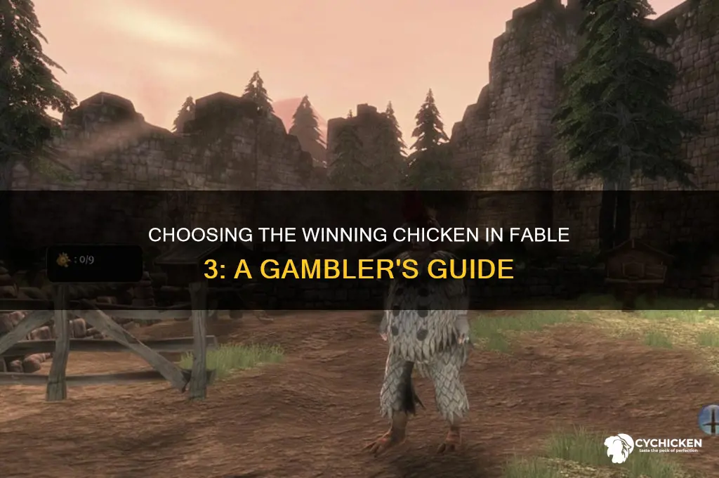 which chicken to bet on in fable 3