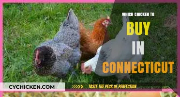 Best Chicken Options to Buy in Connecticut: A Local's Guide