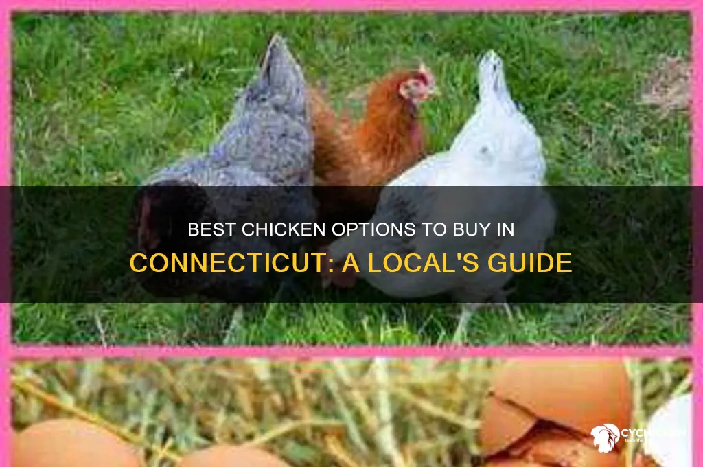 which chicken to buy in connecticut