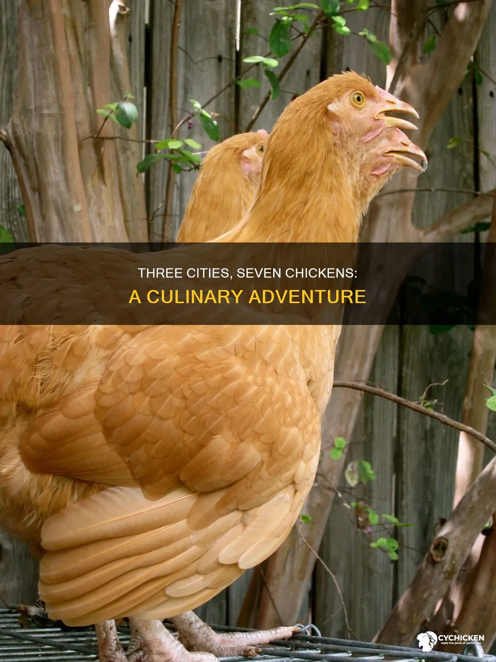 which city has 3 7 of a chicken t