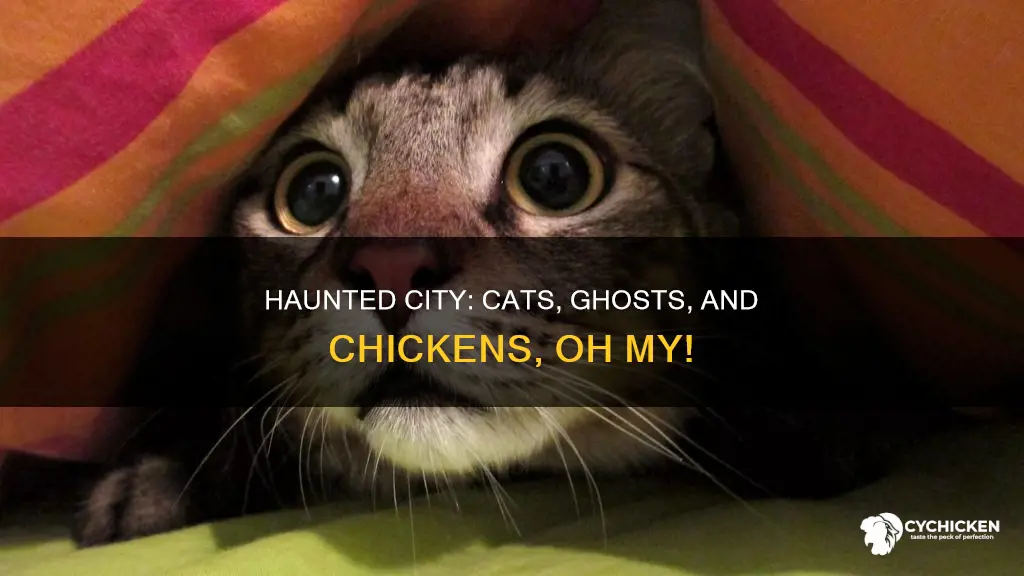 which city has chicken cats and half a ghost