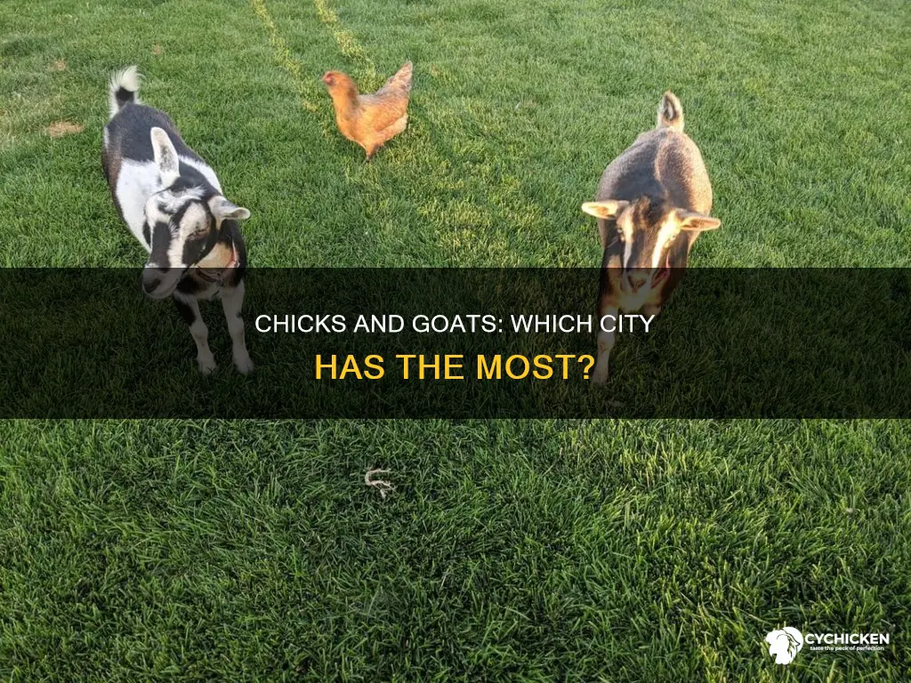 which city has three fifth chick and 50 goat