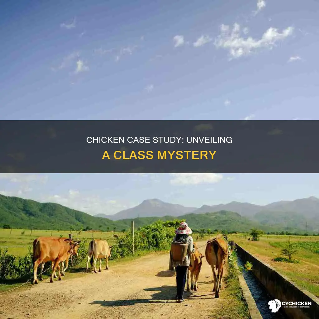 which class has the what is chicken case study