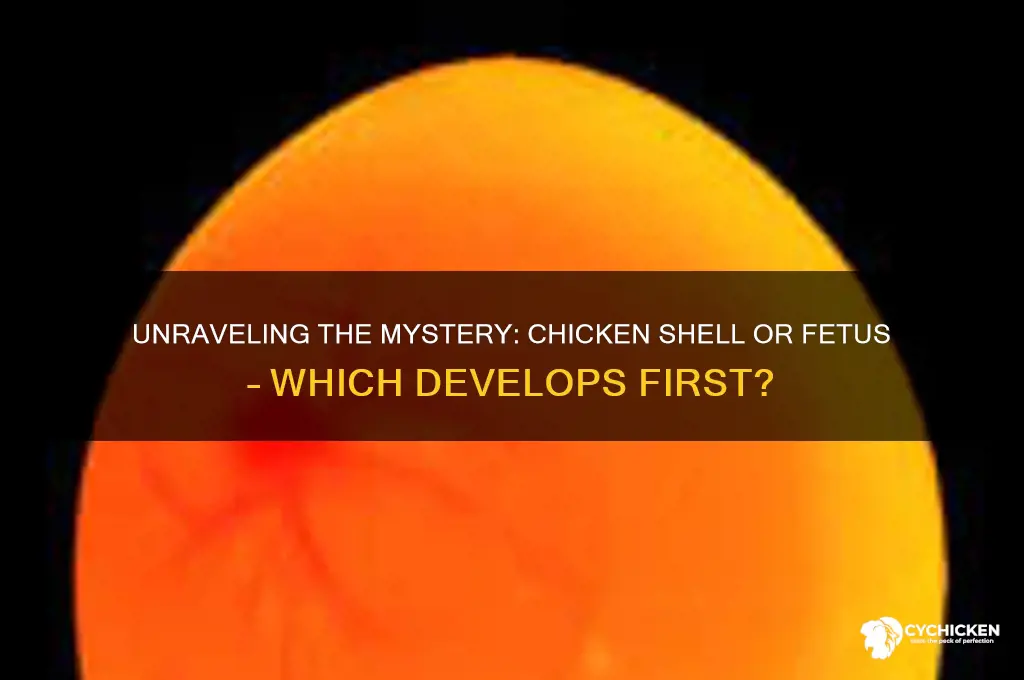 which comes first the chicken shell or fetus