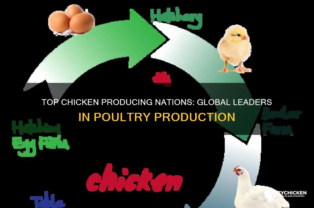 which countries rank the highest in chicken production