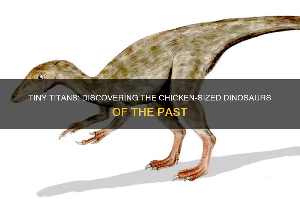which dinosaur was the size of a chicken