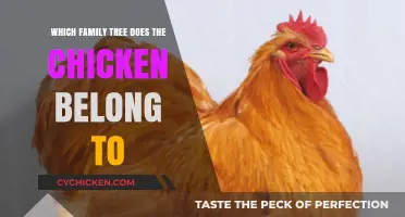 Unraveling the Chicken's Family Tree: A Journey Through Avian Ancestry