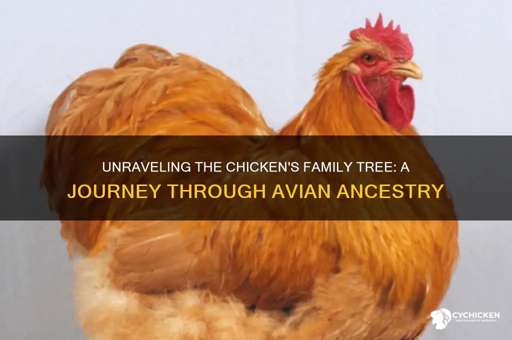 which family tree does the chicken belong to