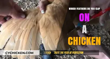 Clipping Chicken Wings: Essential Feather Care for Healthy, Happy Birds