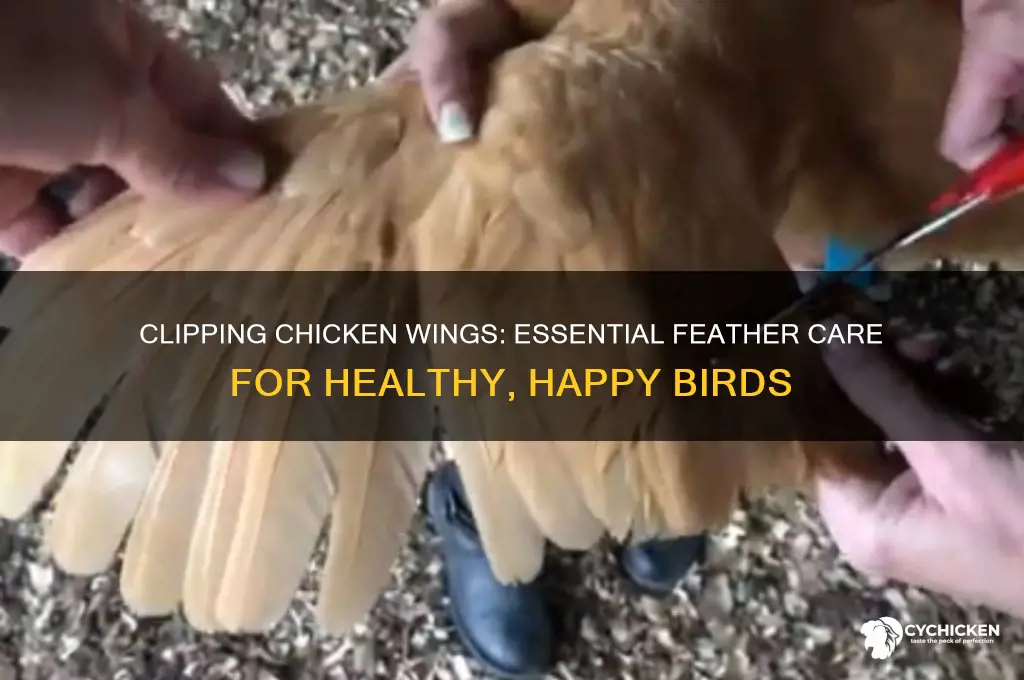 which feathers do you clip on a chicken