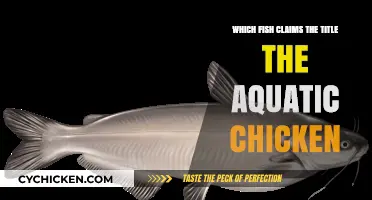 The Aquatic Chicken: Unveiling the Fish That Earns the Title