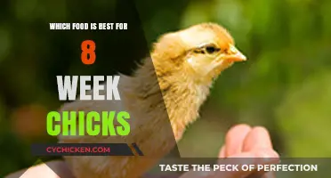 Top Nutritious Foods to Feed Your 8-Week-Old Chicks for Optimal Growth
