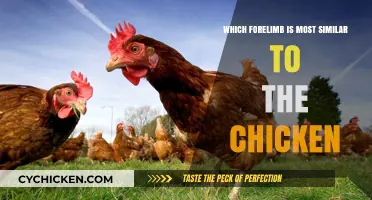 Comparing Chicken Forelimb Anatomy: Which Species Shares Striking Similarities?
