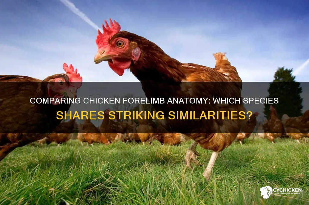 which forelimb is most similar to the chicken