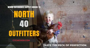 Hatcheries Supplying Chicks to North 40 Outfitters: A Comprehensive Guide