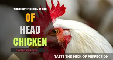 Feathered Fascination: Exploring Chickens with Head Side Plumage