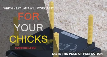 Heat Lamps: Best Options for Your Chicks