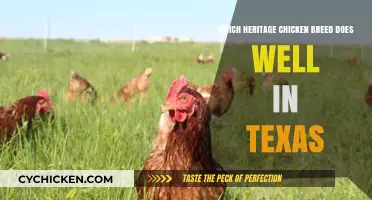 Best Heritage Chicken Breeds for Texas' Hot Climate and Conditions
