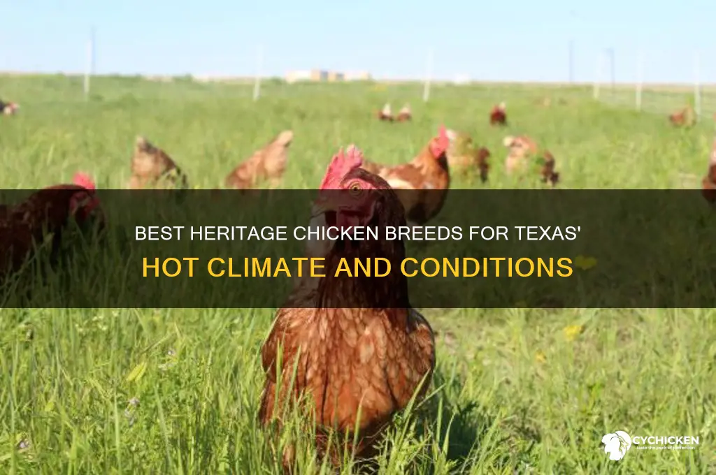which heritage chicken breed does well in texas