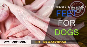 Chicken vs Duck: Which Feet Are Best for Dogs?