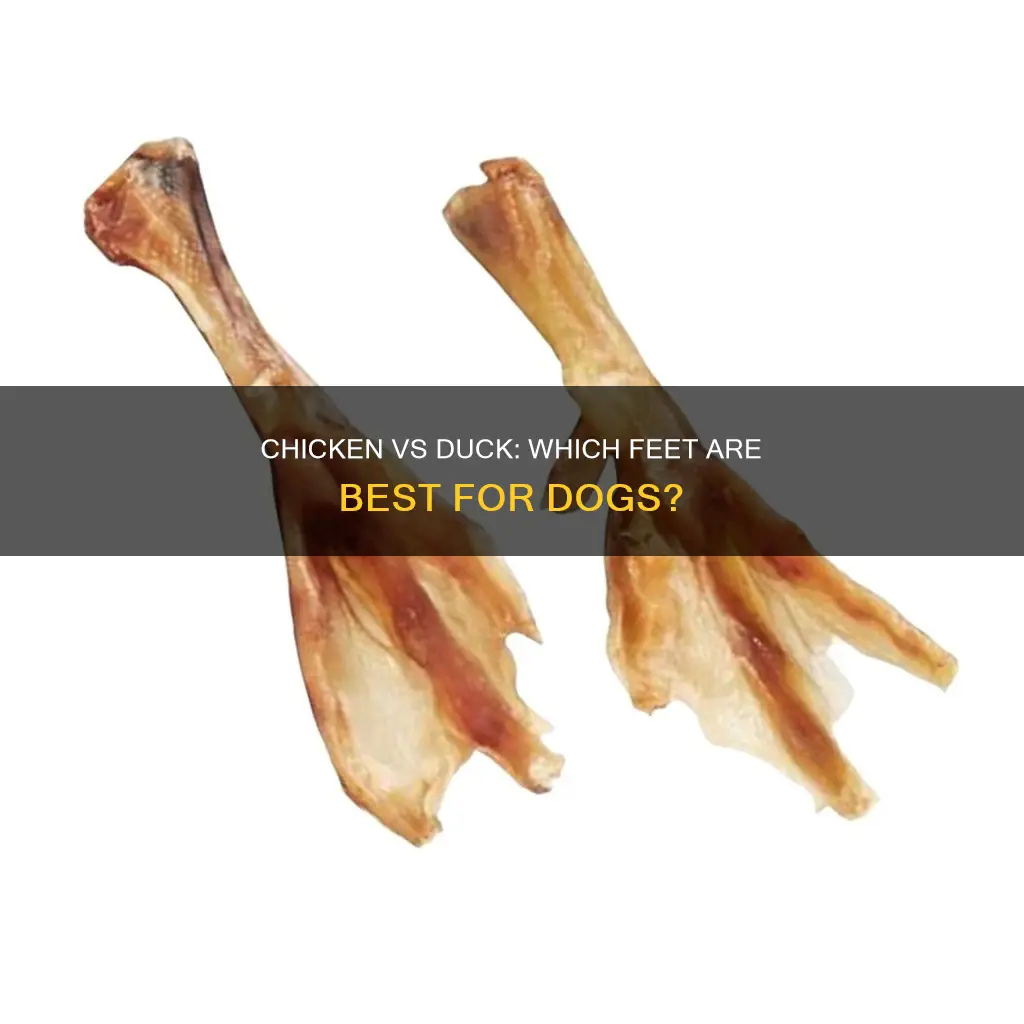 which is best chicken or duck feet for dogs