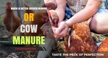 Chicken vs. Cow Manure: Which Fertilizer Boosts Your Garden Best?