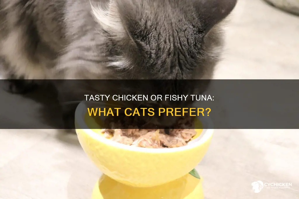 which is better for a cat tuna or chicken