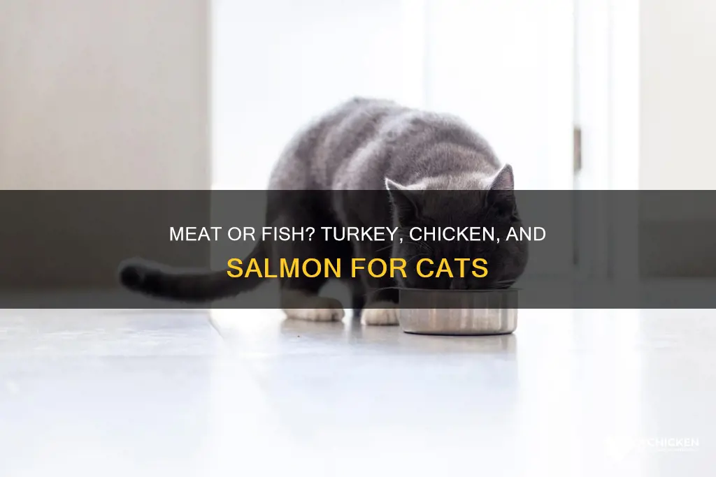 which is better for cats turkey chicken or salmon