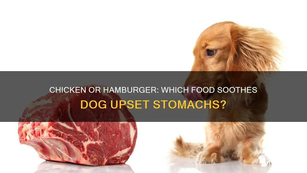 which is better for dog upset stomach chicken or hamburger