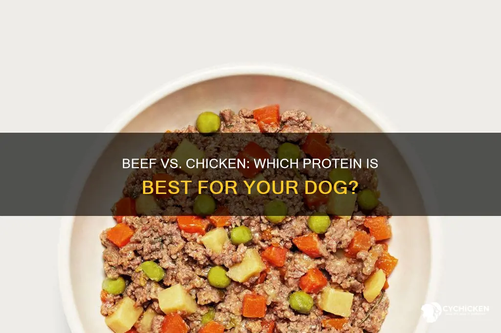 which is better for dogs beef or chicken