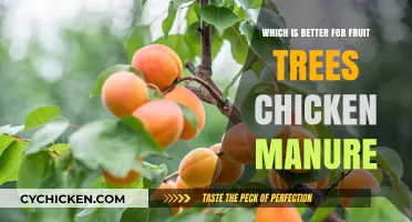 Chicken Manure vs. Alternatives: Best Fertilizer for Healthy Fruit Trees