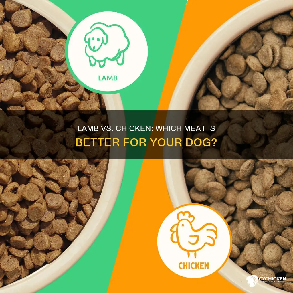which is better for my dog lamb or chicken