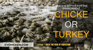 Meat's Environmental Impact: Turkey vs Chicken