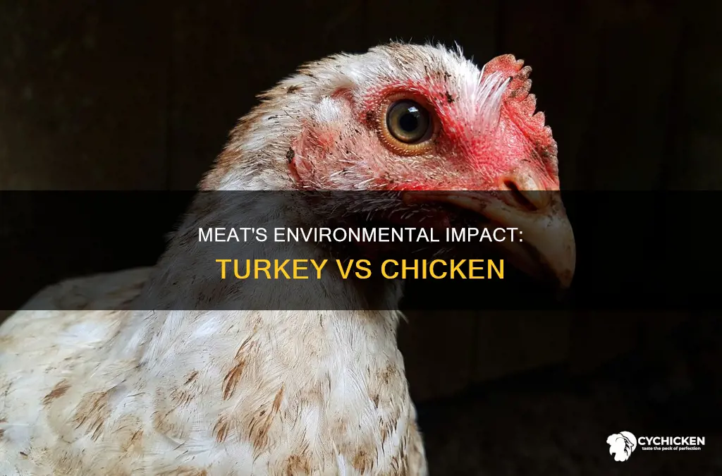 which is better for the environment chicken or turkey