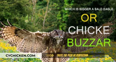 Bald Eagle vs Chicken Buzzard: Who's the Bigger Bird?