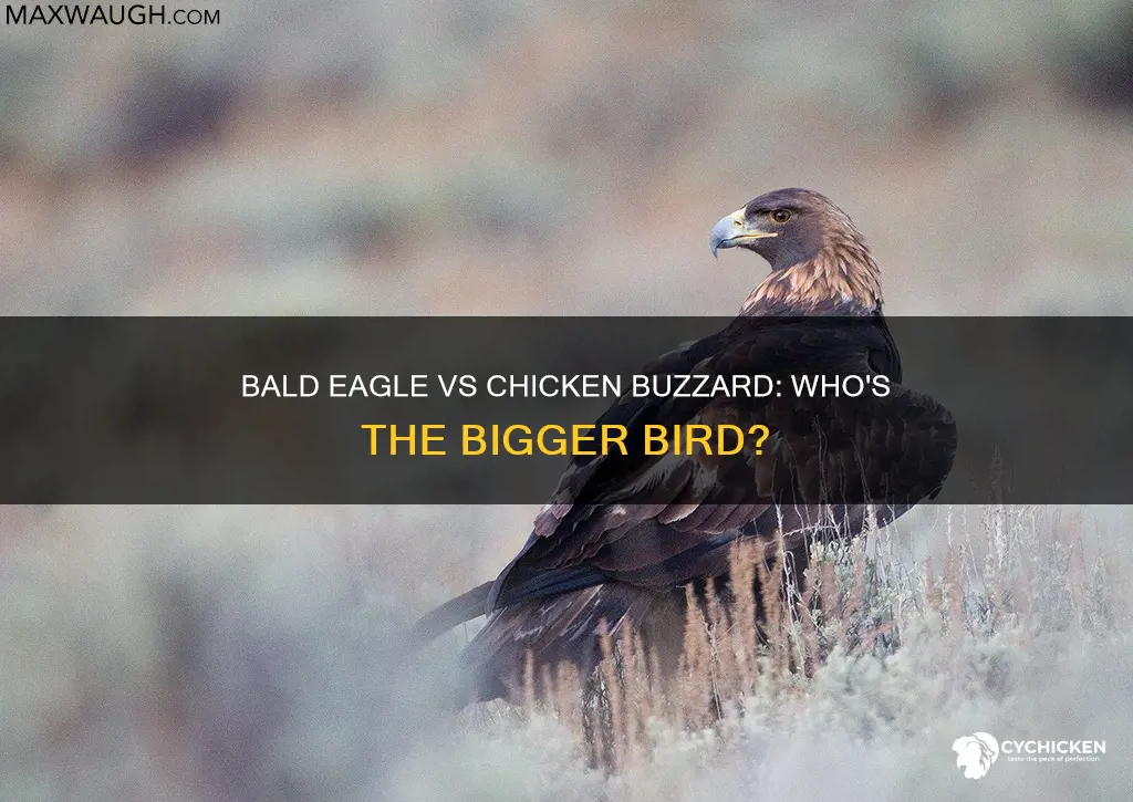 which is bigger a bald eagle or chicken buzzard