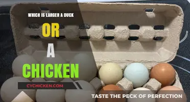 Duck vs. Chicken: Comparing Sizes and Determining Which is Larger