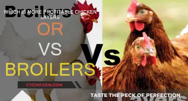 Chicken Layers or Broilers: Which Birds Lay Golden Eggs?