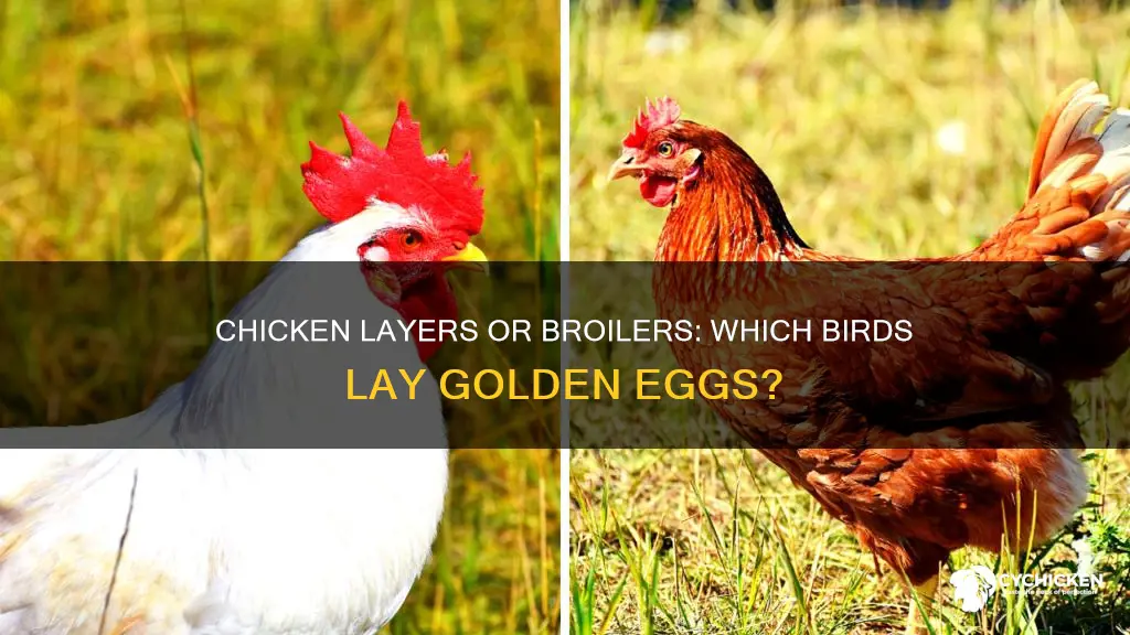 which is more profitable chicken layers or vs broilers