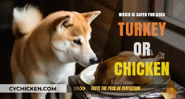 Turkey vs. Chicken: Which Protein is Safer for Your Dog?