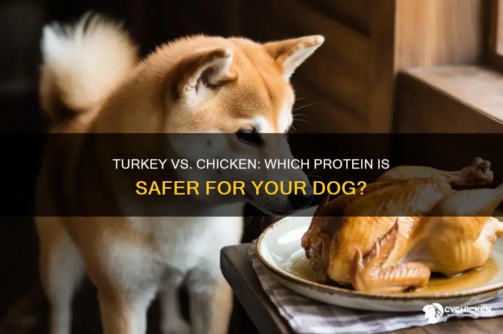 which is safer for dogs turkey or chicken
