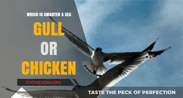 Sea Gull vs. Chicken: Unraveling the Intelligence of Feathered Minds