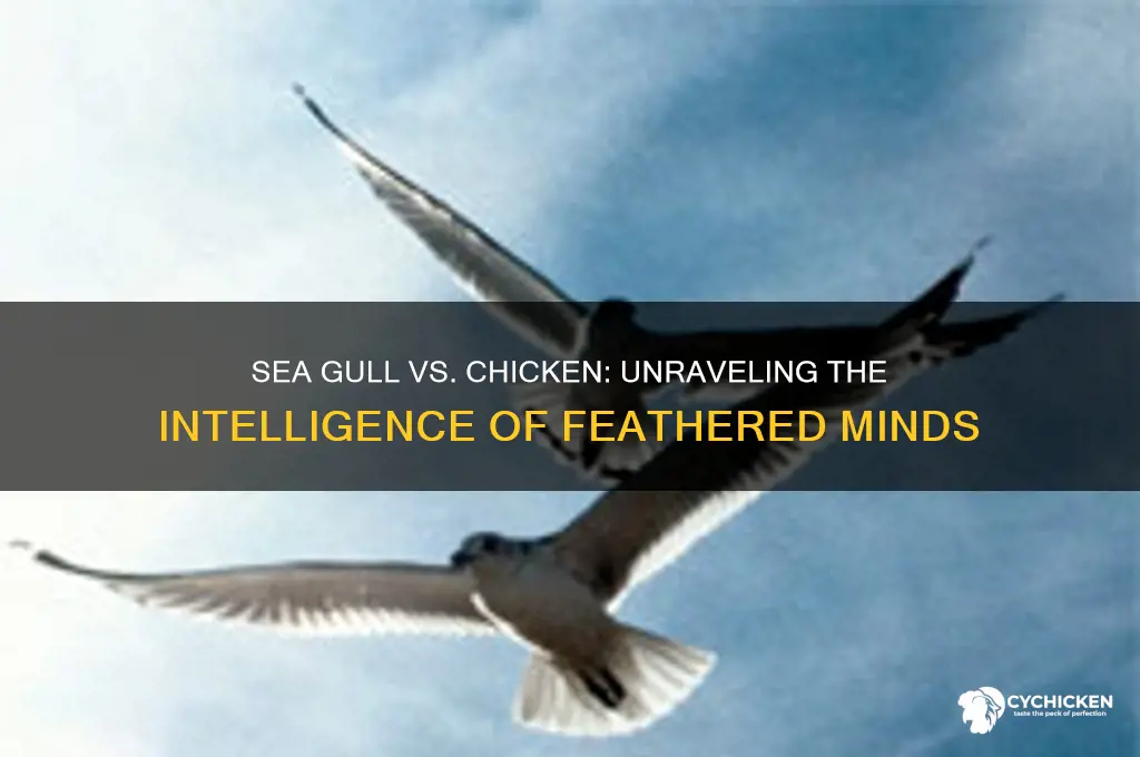 which is smarter a sea gull or chicken