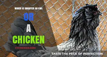 Owls vs. Chickens: Unraveling the Intelligence Debate in Birds